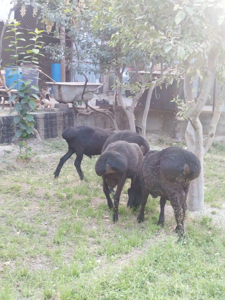 Xisori quylar sotiladi srochna yeb ichishi zur aybi yoʻq narxi oldida