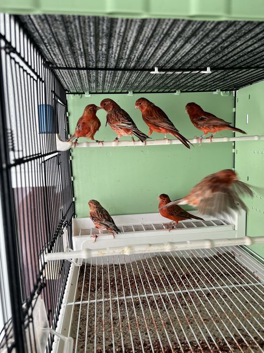 Canari de vanzare