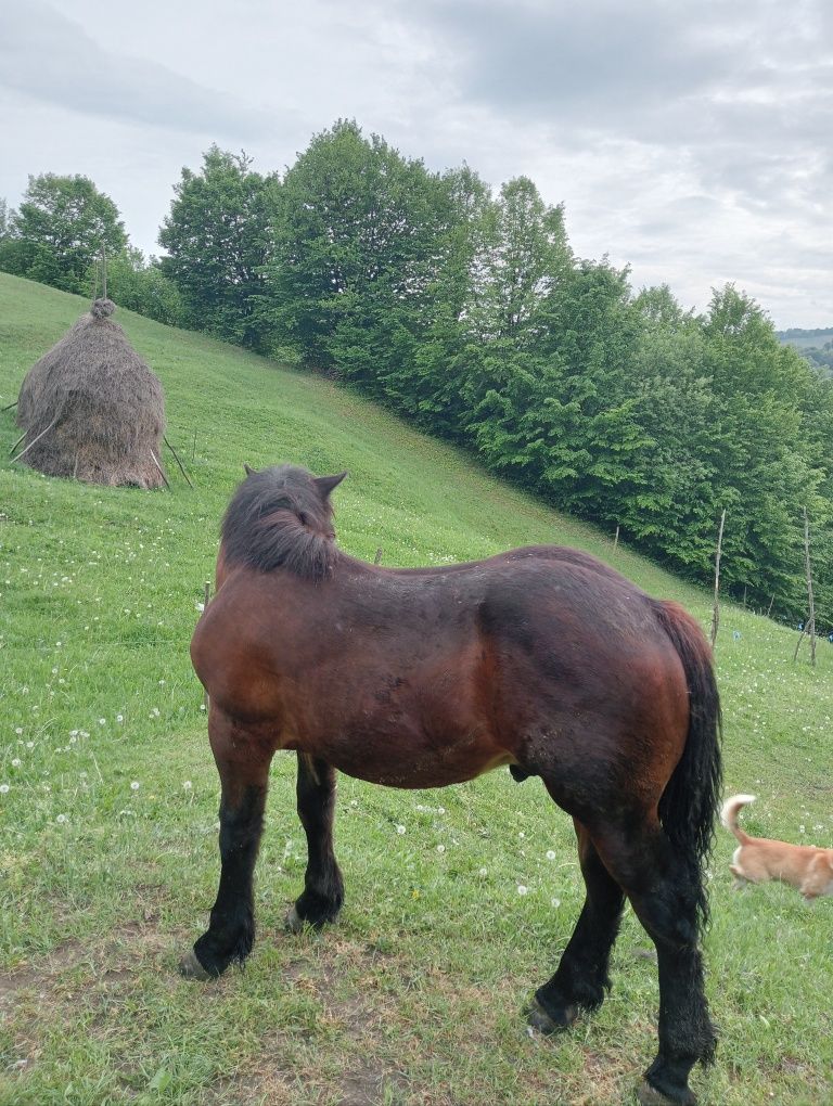 Vând mânz frumos