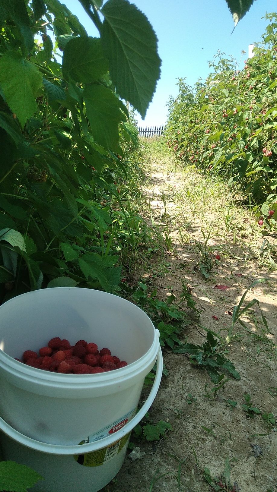 Zmeură bio fără stropiți chimice