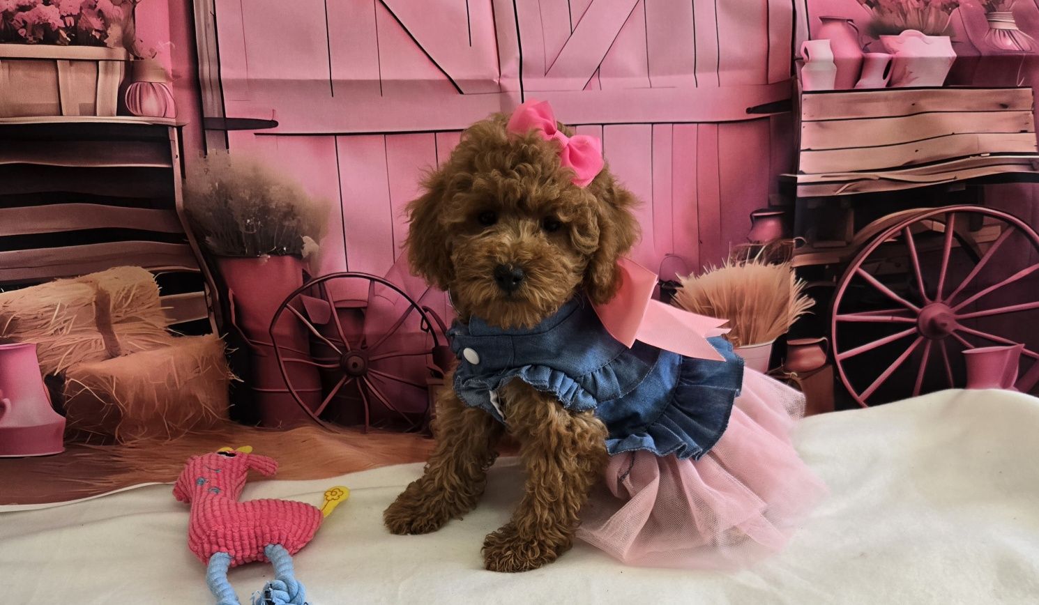 Пудел той/мини Poodle toy с родословие