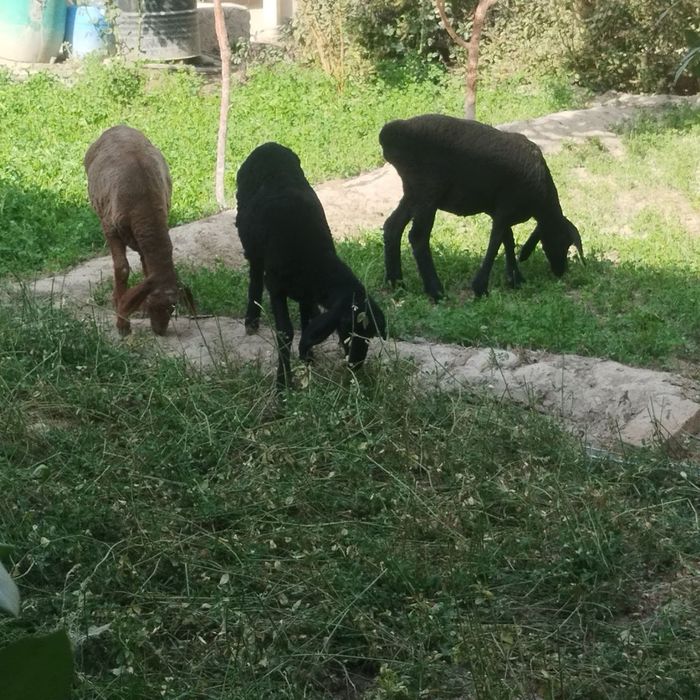 Quylar sotiladi arzon kutara narxda