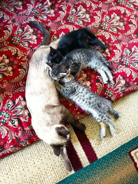 Кошки 3шт бесплатно