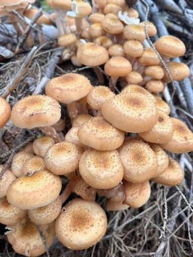 vand ghebe de padure 25 de lei kg