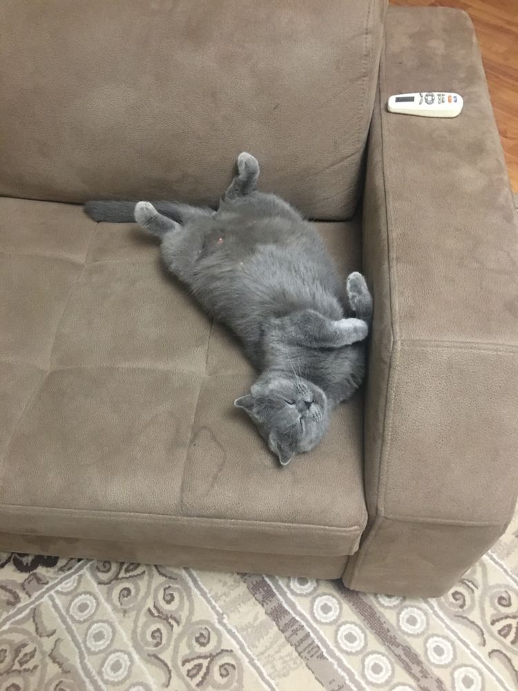 Отдам в хорошие руки кошку!