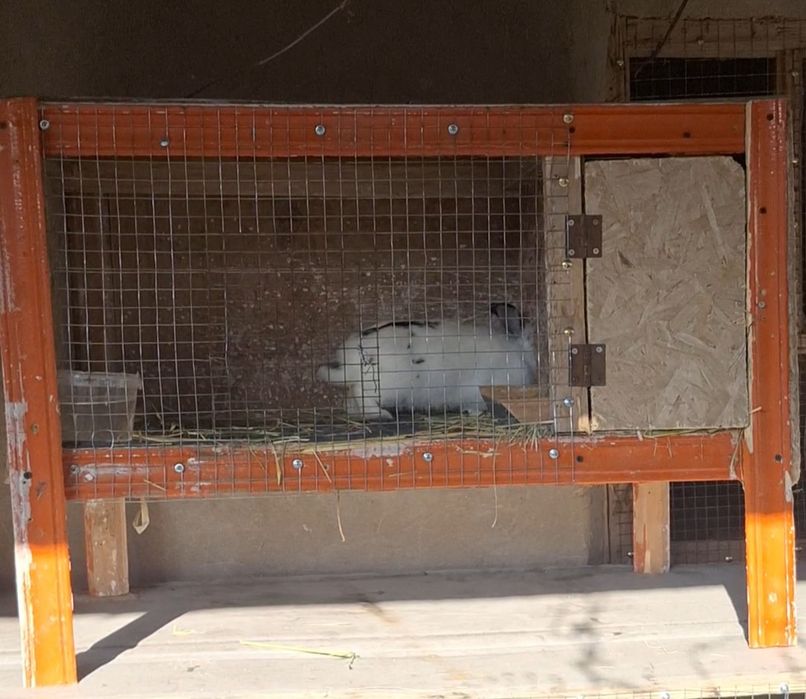 Декоративные кролики с клеткой