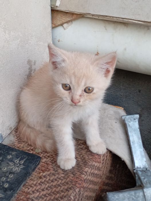 Котята британской породы