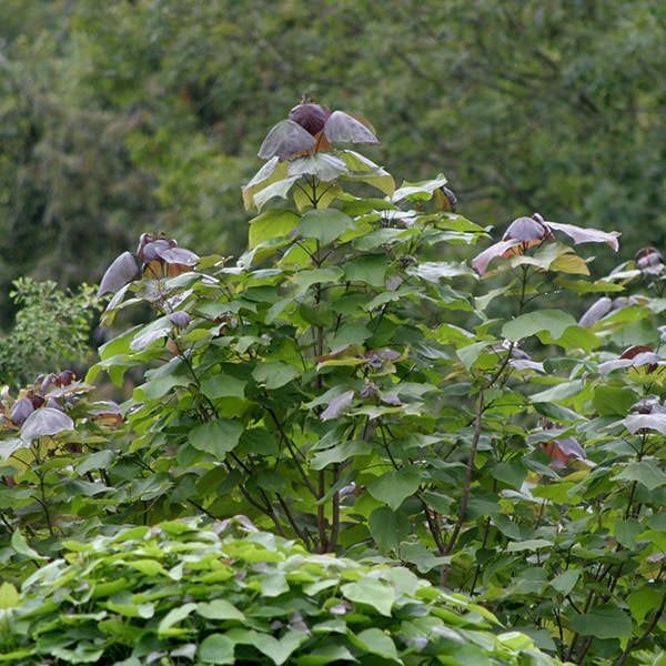 Catalpa Purpurea