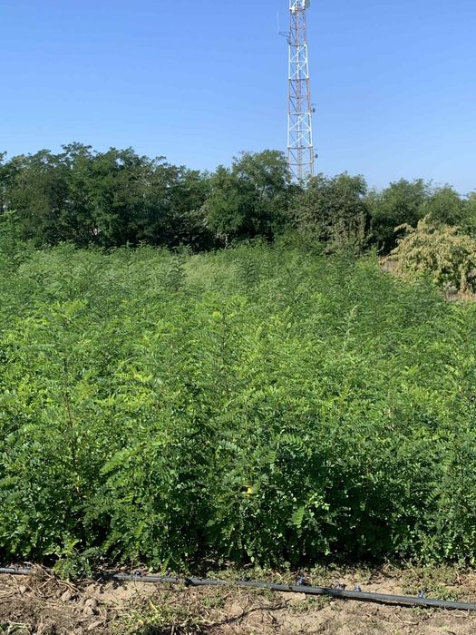 Vand puieti de salcam pepiniera proprie 2025