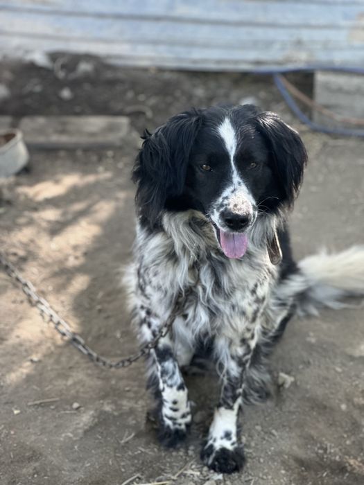 Ищем дом, девочка