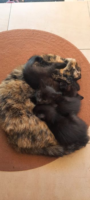 Отдам котят в хорошие руки