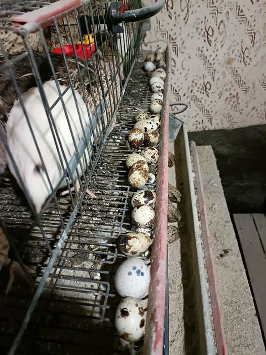 Prepelițe Jumbo Gold și Gigant Polare