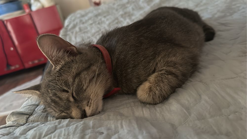 Отдам хорошую руку очень милая ну кусается не царапется умная