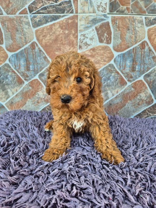 "Той" пудел мъжки