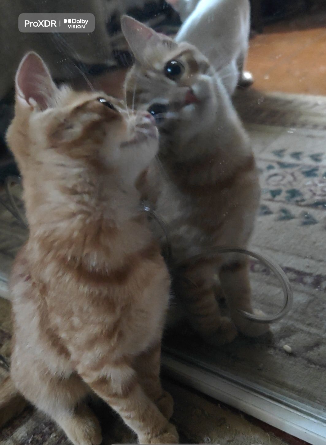 Котята скотиш страйт