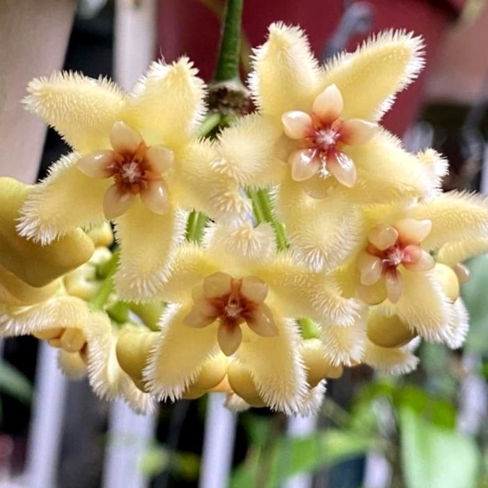 Flori, plante rare de Lacrima Maicii Domnului ( Hoya )