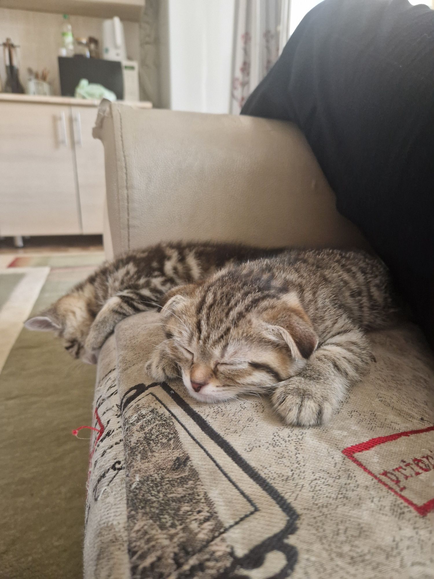 Котёнок 2 месяца