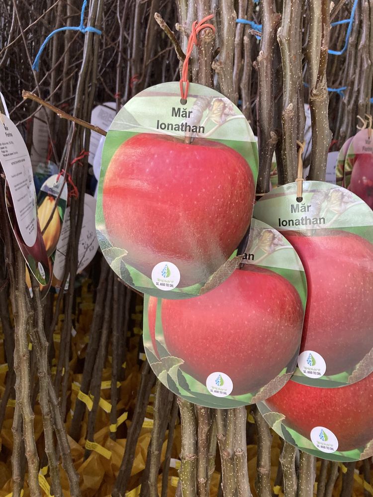 Vand pomi fructiferi  certificati