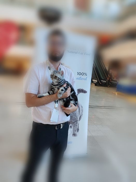 Motănel scottish straight