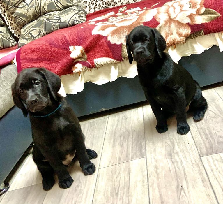 Щенки лабрадора ретривера