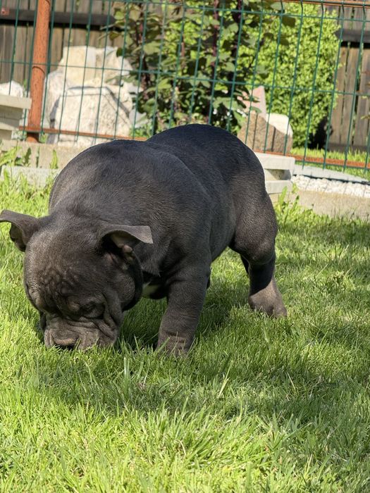 Vand femela american bully pocket