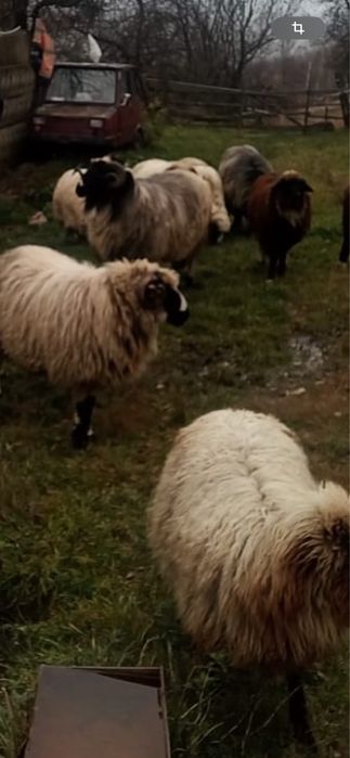 Vând oi , miei si berbeci!