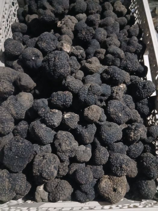 Trufe negre de toamna