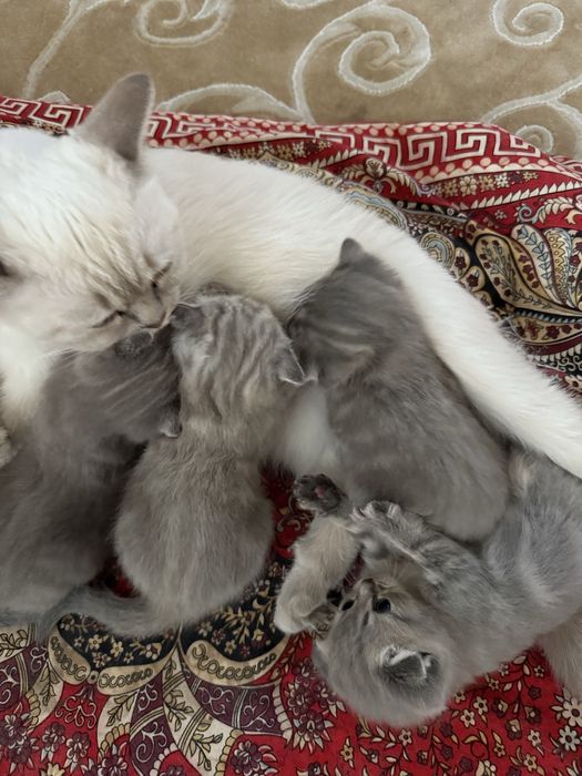 Котенки вислоухий