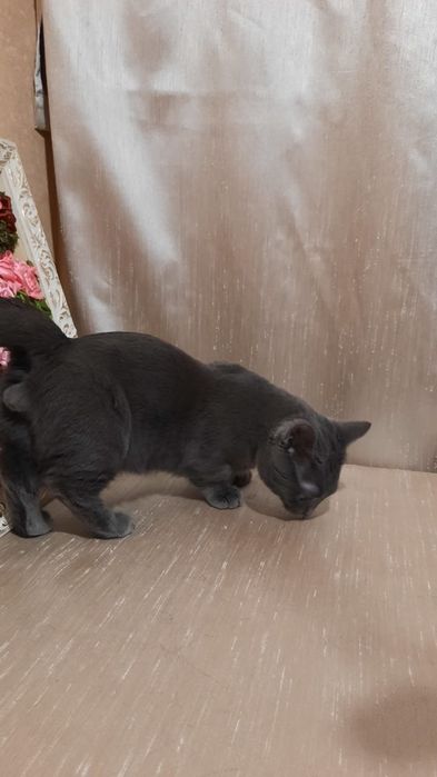 Манчкин мальчик Грей