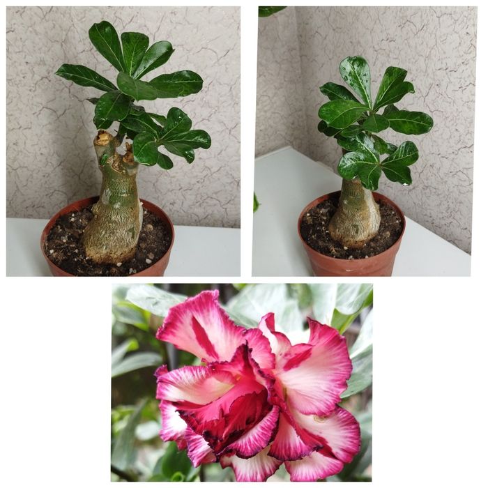 Адениум с крупным каудексом