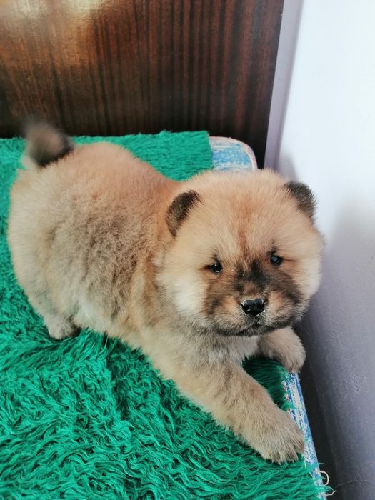 Животни кучета чау чау