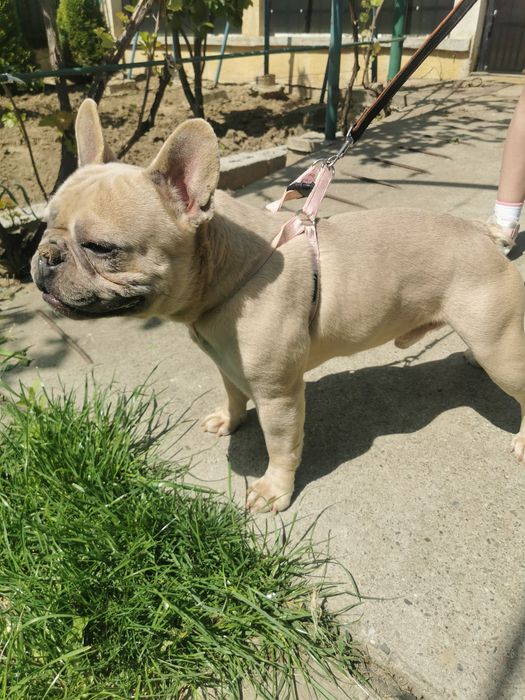 Buldog francez fawn