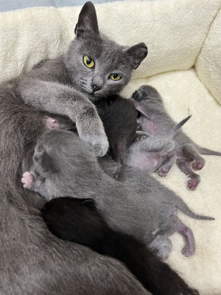 котята бесплатно
