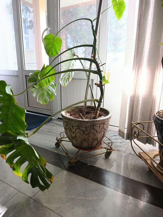 Металлические подставки под цветы.