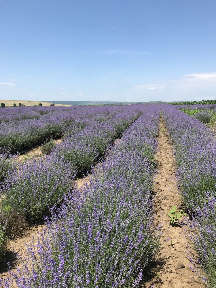 Vand ulei esential de Lavanda Sevtopolis