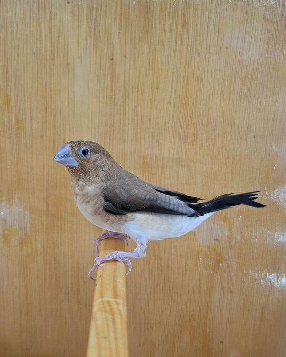 Canari și pescăruși