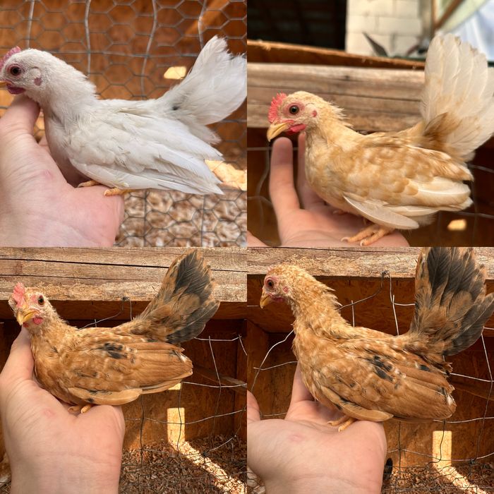 Closca Chabo cu  6 pui si tineret Chabo