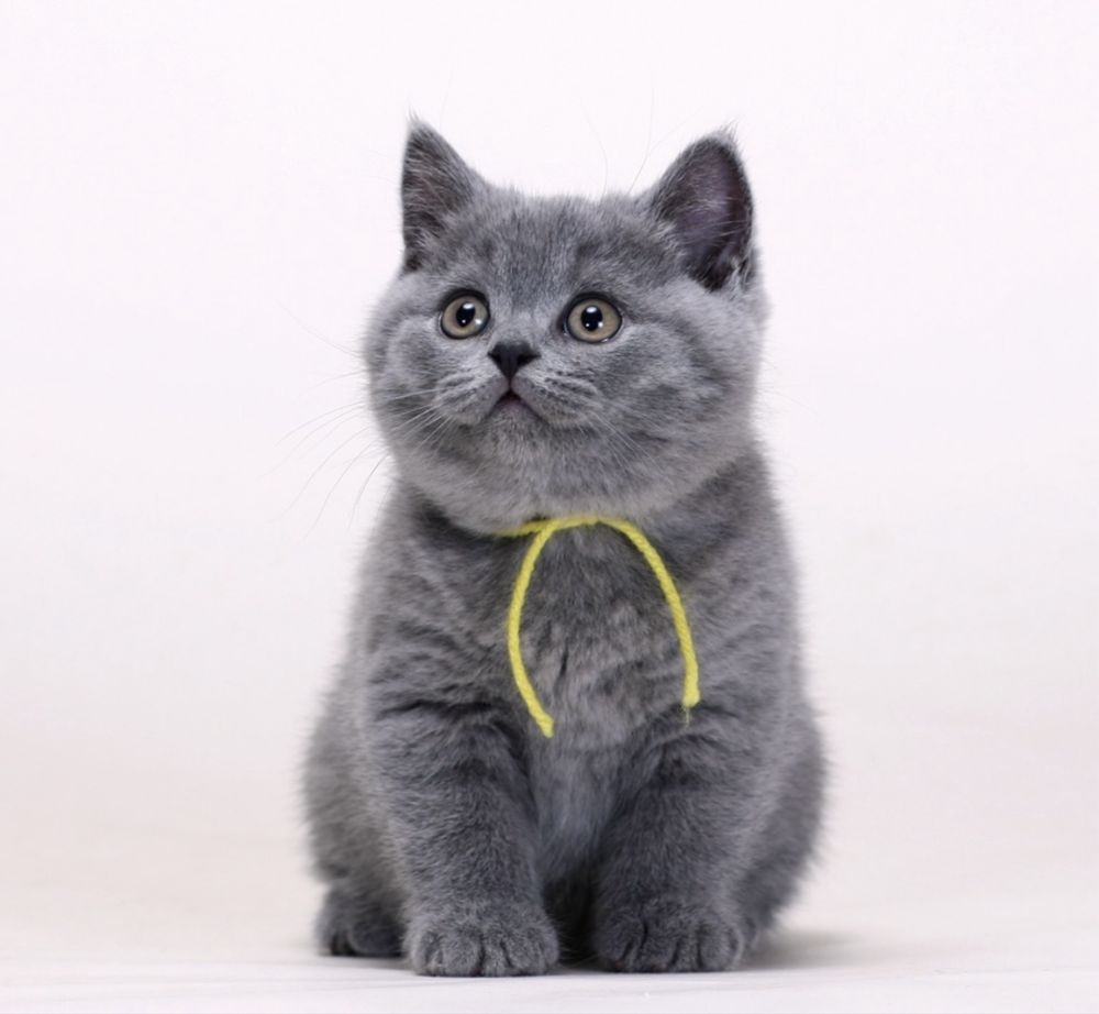 British shorthair blue superb