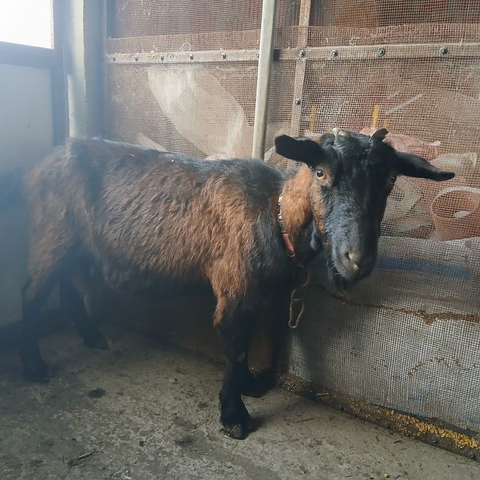 Capră Alpină Franceză