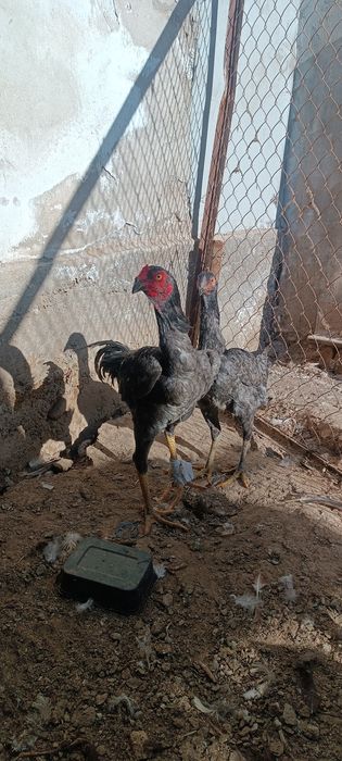 Кул жужалар сотилади