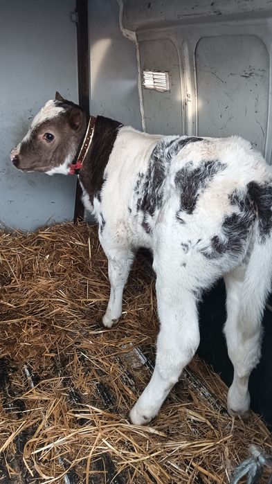 Vând vițel belgian