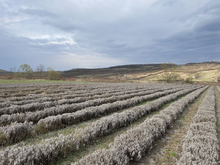 Tufe plante mari de lavanda Sevtopolis