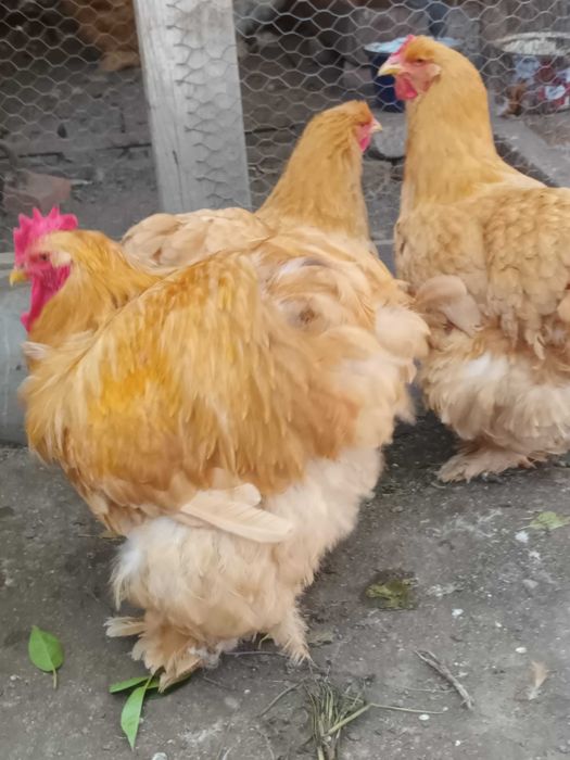 Cochinchina urias galben 1+2