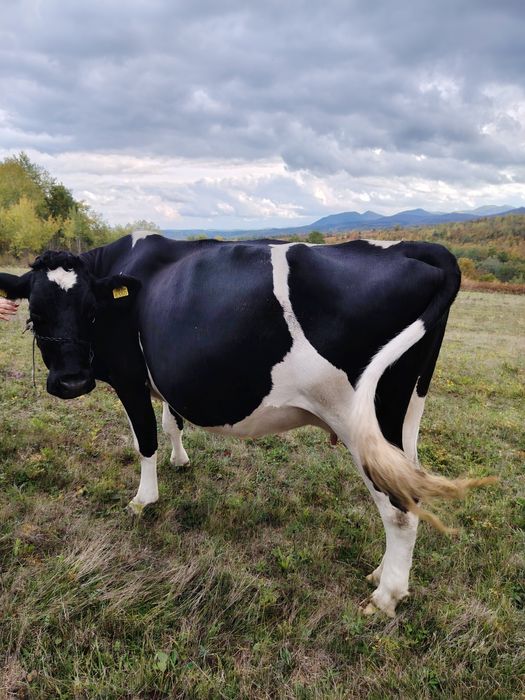 Vând vacă tânără foarte cuminte