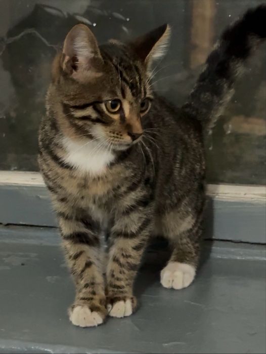 Котенок мальчик 6 мес