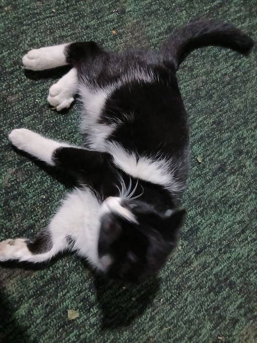 Aqilli mishuk sotiladi