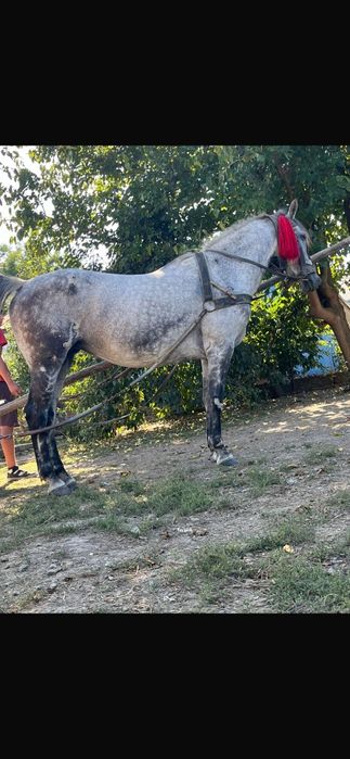 Vând iapă blândă