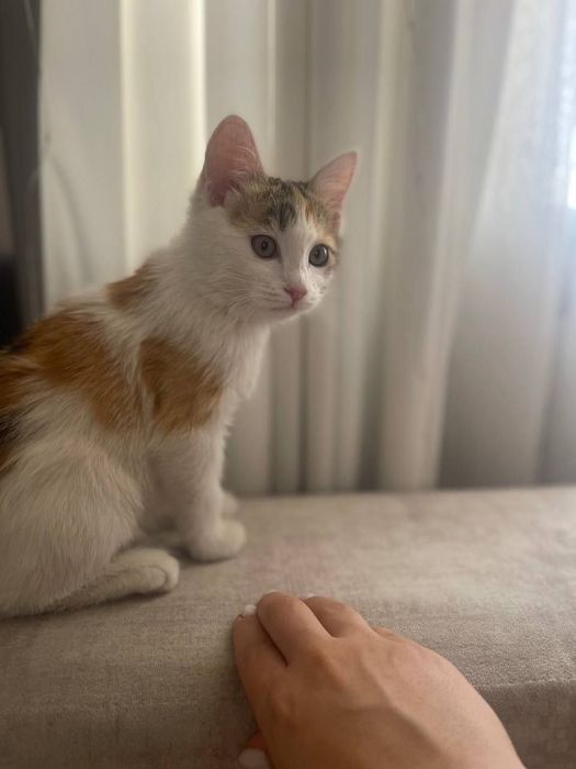 Котёнок даром в добрые руки