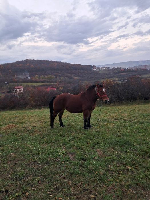 Iapa de vanzare  Floresti