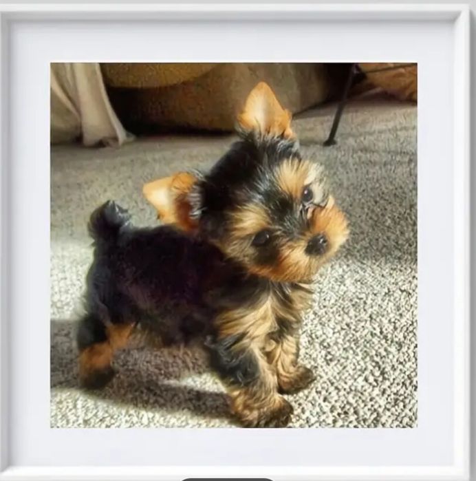 Щенок(мальчик) йоркширского терьера